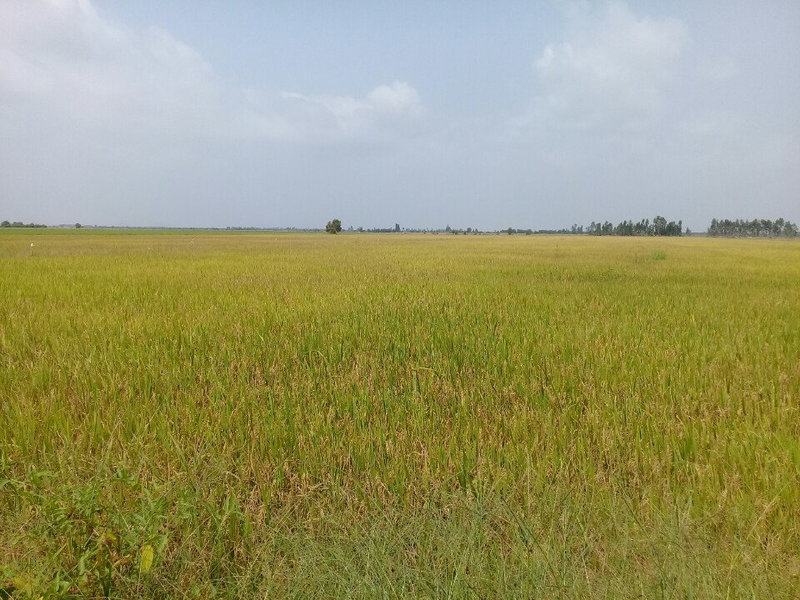 canh dong mau lon 1.jpg